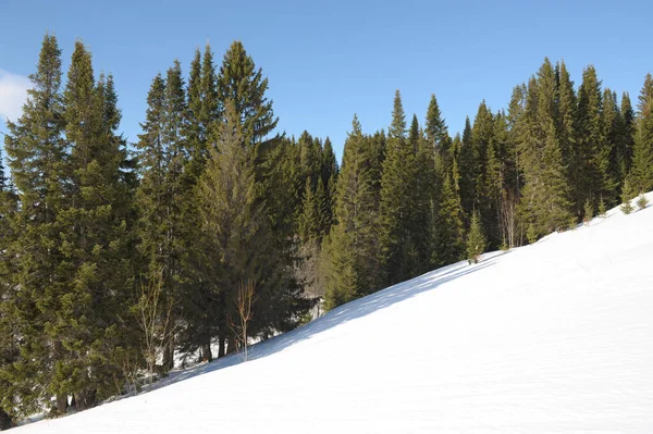 Güneşli bir günde kış ormanı