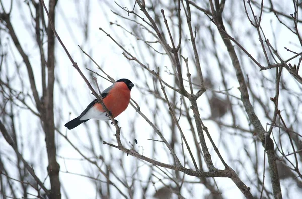 Kışın leylak dalındaki ispinoz kuşu