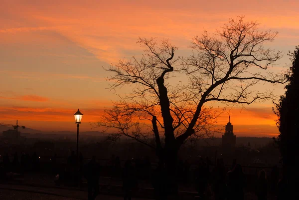 Krakow 'da gün batımında bir ağaç silueti, bir sokak lambası direği ve insanlar