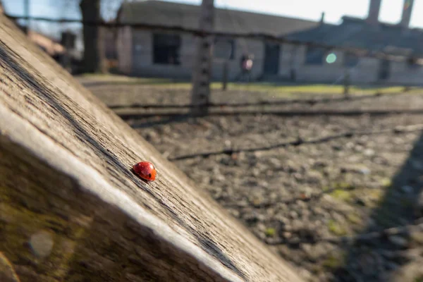 Auschwitz toplama kampındaki tahta kirişin tepesindeki kırmızı uğur böceği.
