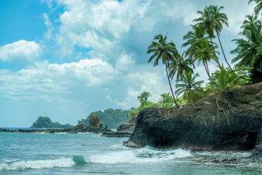 Volkanik sahilde palmiye ağaçları