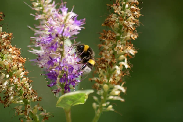Agastache çiçeğindeki arı.
