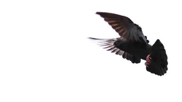 날으는 비둘기 날개와 — 스톡 사진