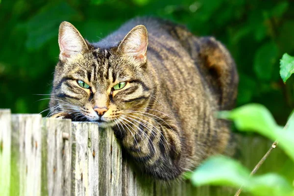 Lazy Cat Sitting Narrow Fence — Stock Photo, Image