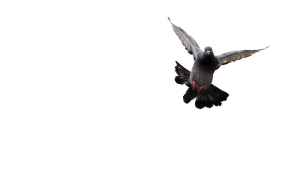 Pigeon Volant Sur Fond Blanc — Photo