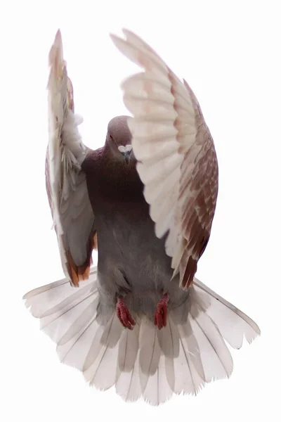 Fliegende Taube Auf Weißem Hintergrund — Stockfoto