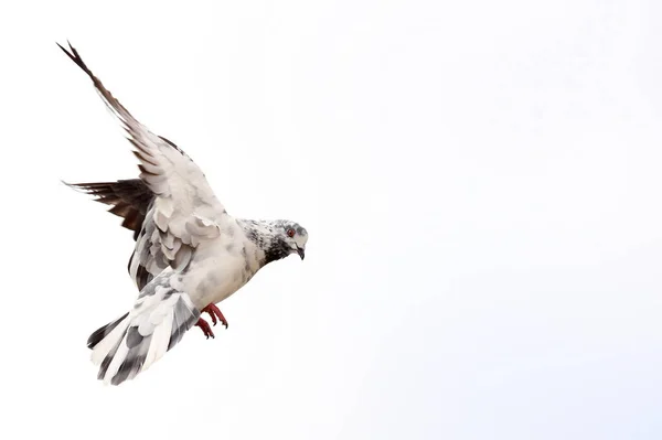 Pigeon Volant Sur Fond Blanc — Photo