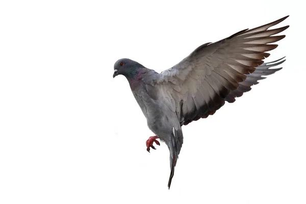 Beyaz Arka Planda Uçan Güvercin — Stok fotoğraf