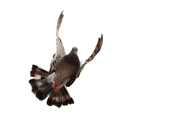 Pigeon Volant Sur Fond Blanc — Photo