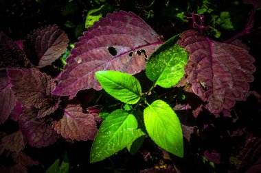 Bitkiler Güzel Mor Süslü Miana 'yı Bilir