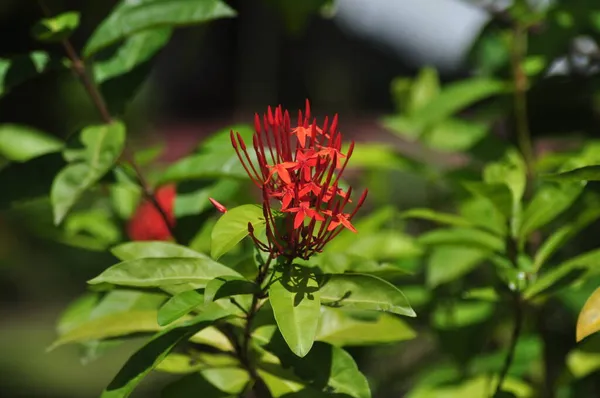 Creación Dios Través Belleza Las Flores — Foto de Stock