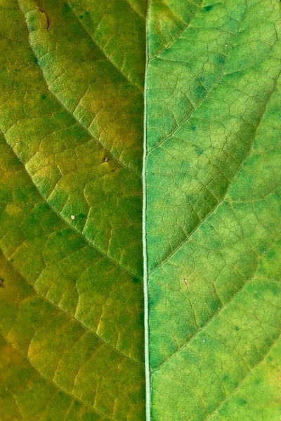 Texture Leaves — Stock Photo, Image