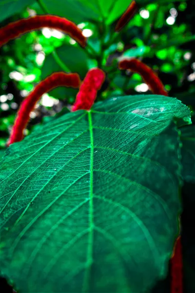 Creación Dios Través Belleza Las Flores —  Fotos de Stock