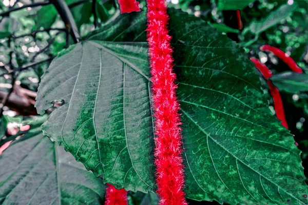 Guds Skapelse Gjennom Blomsterskjønnhet – stockfoto