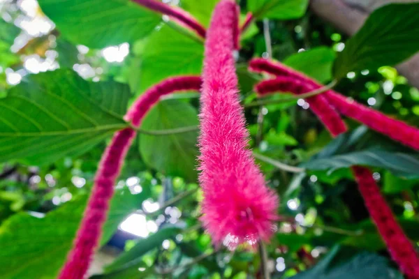 Creazione Dio Attraverso Bellezza Dei Fiori — Foto Stock