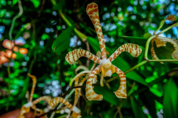 Orquídeas Das Selvas Papua Indonésia — Fotografia de Stock