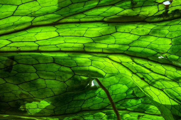 Texture Leaves — Stock Photo, Image