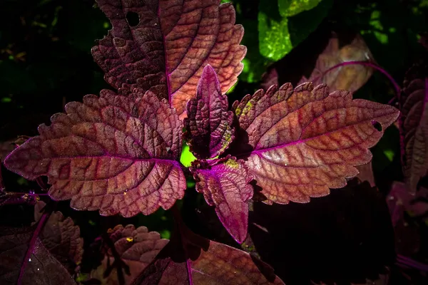 Pflanzen Kennen Die Schöne Lila Zierpflanze Miana — Stockfoto