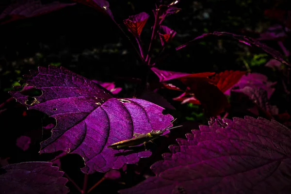 Plants Know Beautiful Purple Ornamental Miana — Stock Photo, Image