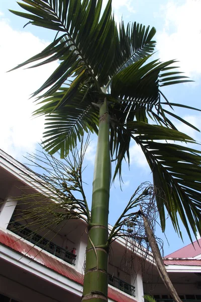 Tall Tree Wind — Stock Photo, Image