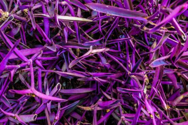 Aile bitkilerinden birinin mor yaprağı.