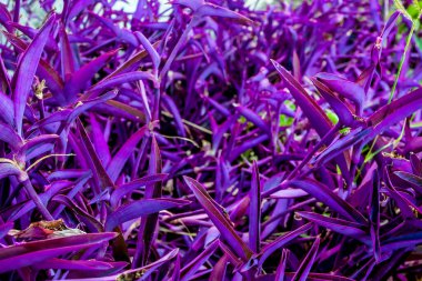 Aile bitkilerinden birinin mor yaprağı.