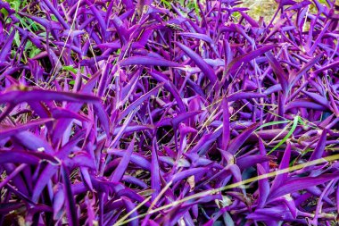 Aile bitkilerinden birinin mor yaprağı.