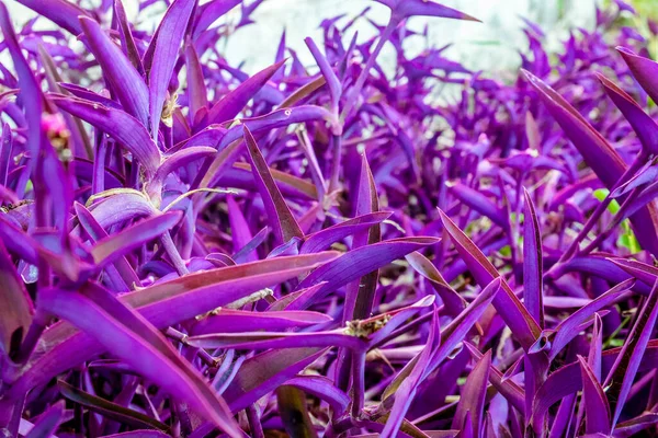 一种科植物的紫叶 — 图库照片