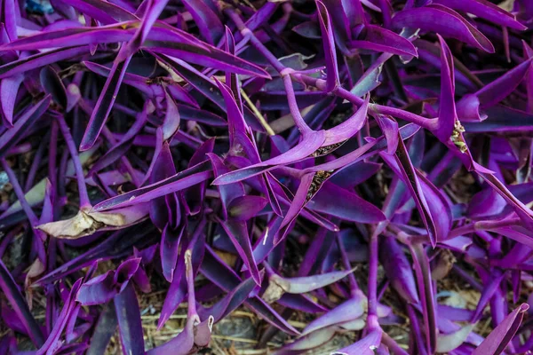 Violettes Blatt Aus Einer Der Familienpflanzen — Stockfoto