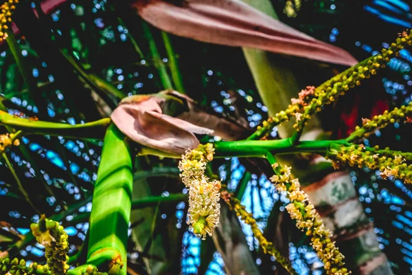 小さなココナッツが花を咲かせ 実を結ぶ準備ができています — ストック写真