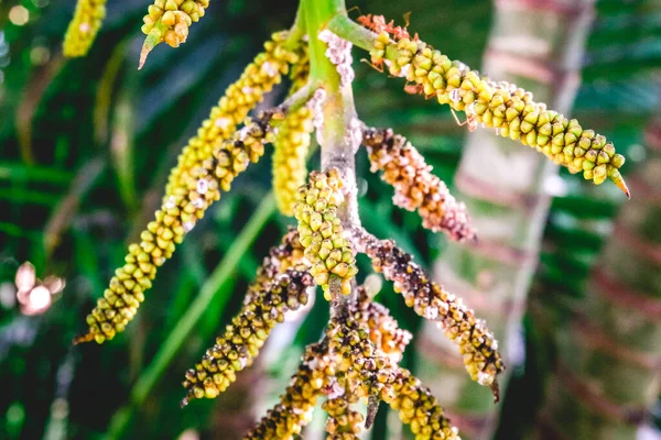 Küçük Hindistan Cevizi Çiçek Açtı Meyve Vermeye Hazır — Stok fotoğraf