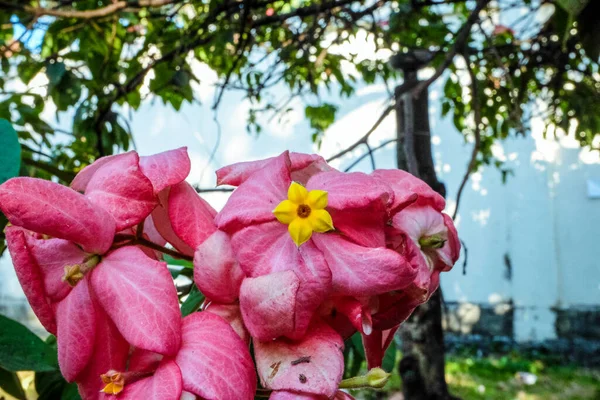 Kırmızı Sarı Çiçekler Bir Karede Buluşur — Stok fotoğraf