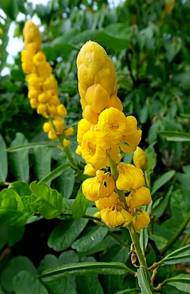 Flori Galbene Creștere Sălbatică Lângă Mlaștină — Fotografie, imagine de stoc
