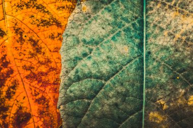 Ormanın etrafındaki yapraklardan farklı bir renge sahip bir doku.