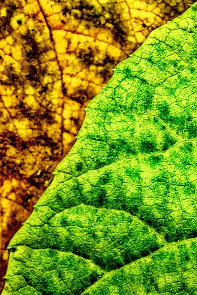 Texture Distinctive Color Formed Leaves Forest — Stock Photo, Image