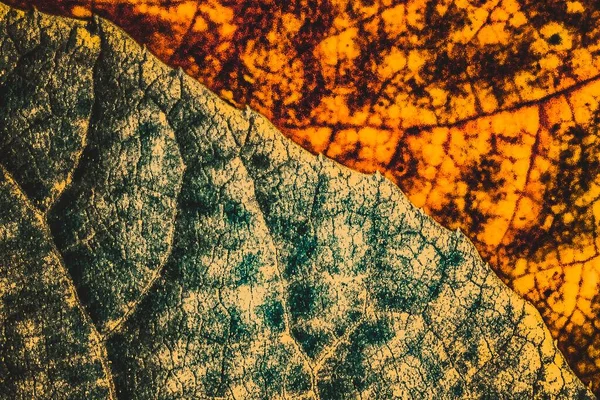 Tekstury Charakterystycznym Kolorze Utworzonym Liści Wokół Lasu — Zdjęcie stockowe