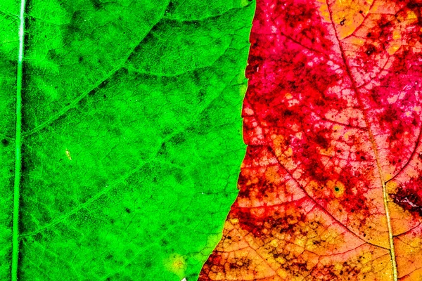 Texture Distinctive Color Formed Leaves Forest — Stock Photo, Image