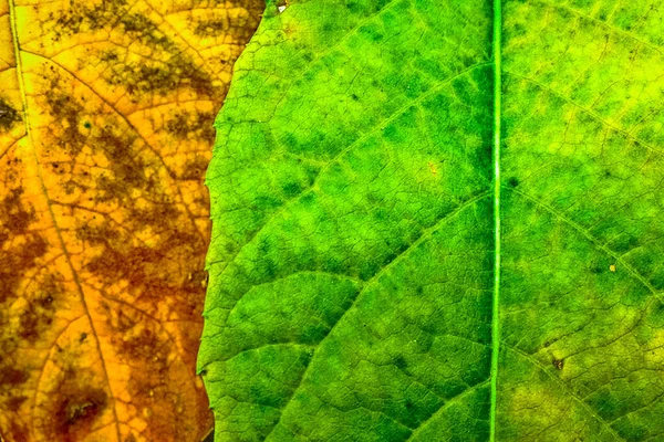 Konsistens Med Distinkt Färg Som Bildas Från Bladen Runt Skogen — Stockfoto