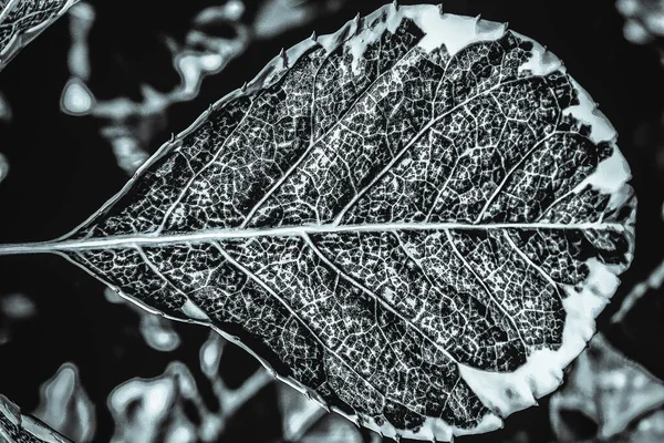 Konsistens Med Distinkt Färg Som Bildas Från Bladen Runt Skogen — Stockfoto