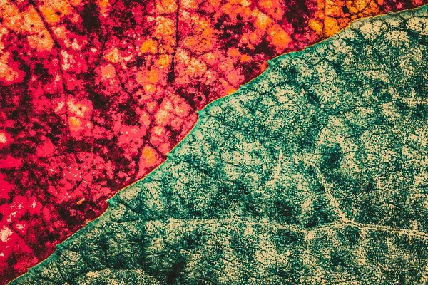 Texture Distinctive Color Formed Leaves Forest — Stock Photo, Image