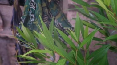 Syzygium oleina, In Indonesia it is known as red shoot leaves. The color of the new leaf shoots that appear has a bright red color so that this plant has the name Red Shoot and the leaves will turn green.