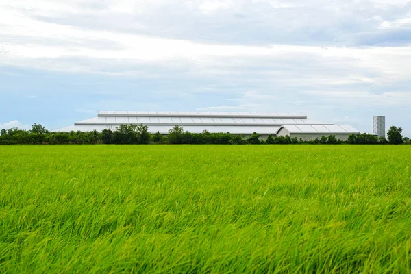View of a rice field with a factory in the middle