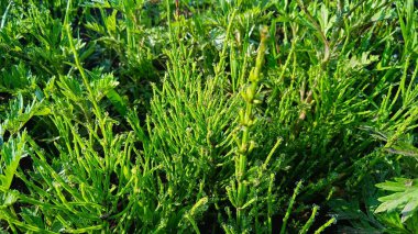 Yeşil çimenler her zaman sabahın erken saatlerinde çiğ olur.