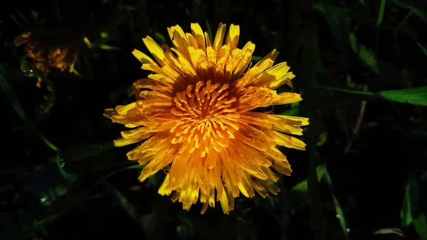 Grande Flor Dente Leão Amarelo — Fotografia de Stock