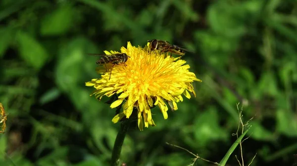 Bees Pollinate Yellow Dandelion Flower — Stock Photo, Image