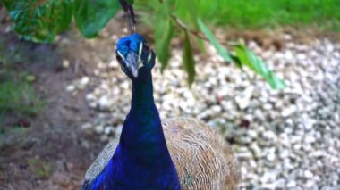 Peacock Posing Close To The Camera In The Garden
