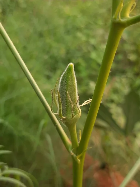 Зеленом Фоне Ферме Растут Свежие Bhindi Lady Okra Abelmoschus Esculentus — стоковое фото