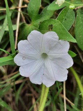 Ot beyaz çiçeğinin yakın görüntüsü 