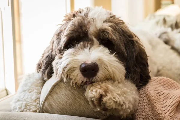 Large Labradoodle Puppy Laying Back Couch — Stock Photo, Image