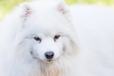 Amerikalı bir Eskimo 'nun çimlerin üzerinde yatarken çekilmiş yakın plan fotoğrafı..